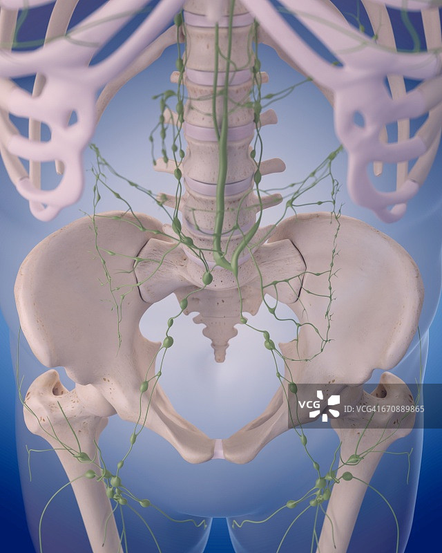 人体淋巴系统图片素材