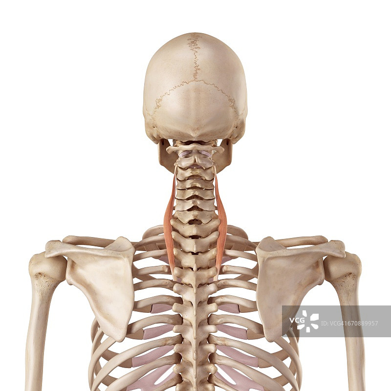 人体颈部肌肉图片素材