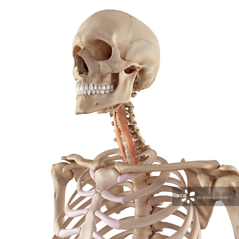 人体颈部肌肉图片素材