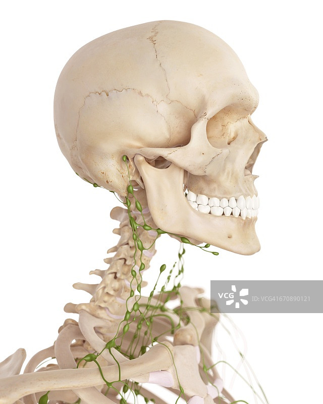 人体淋巴系统图片素材