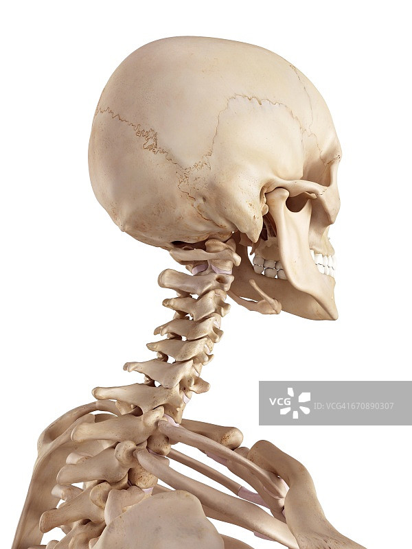 人头骨和颈部图片素材