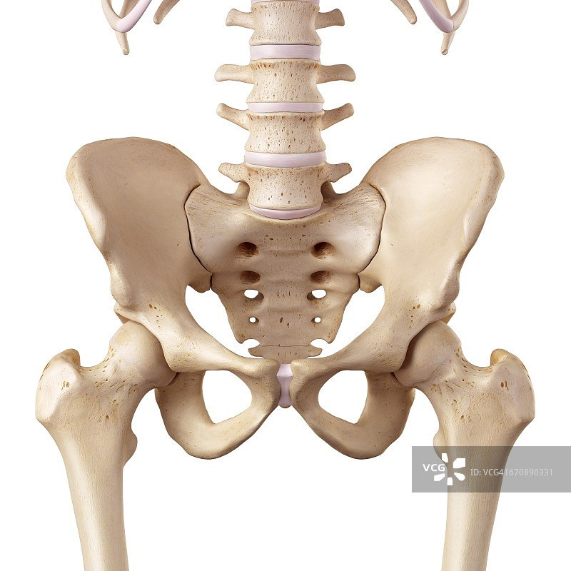 人的髋部解剖结构图片素材