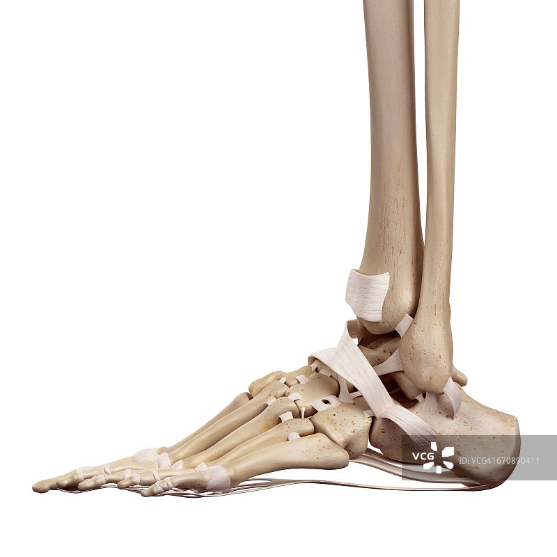 人类足部韧带图片素材