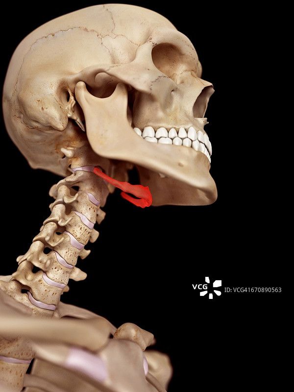 人体颈部解剖结构图片素材