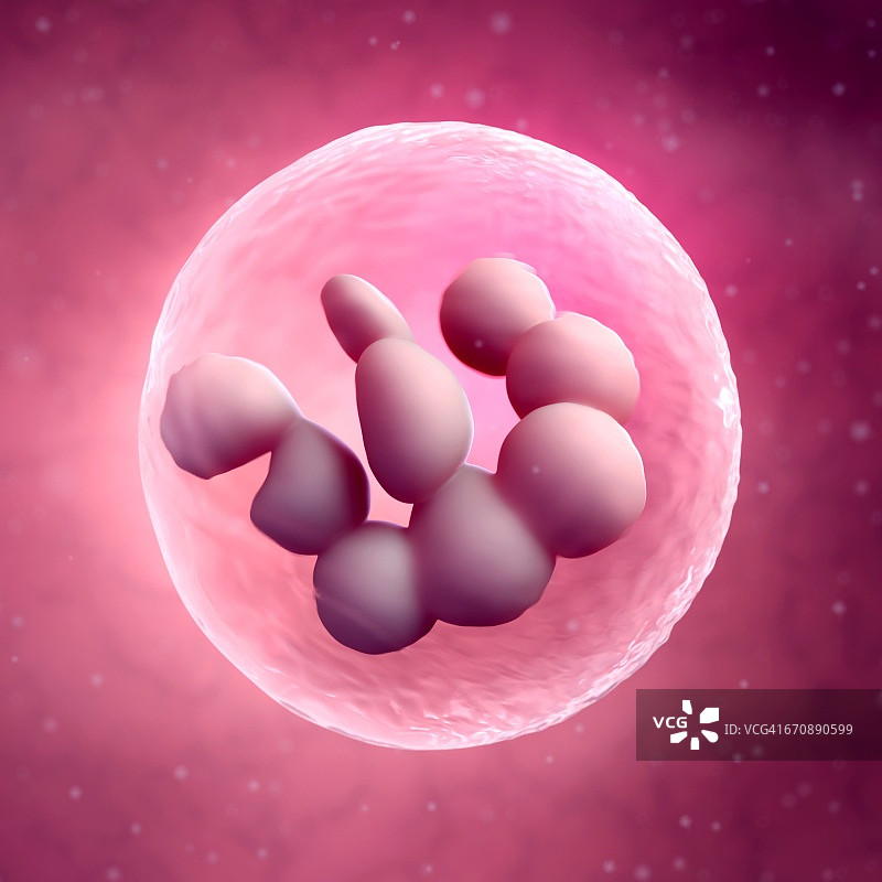 骨髓细胞图片素材