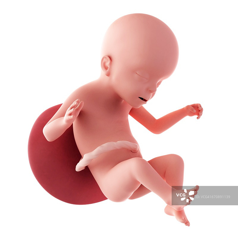 23周大的人类胎儿图片素材
