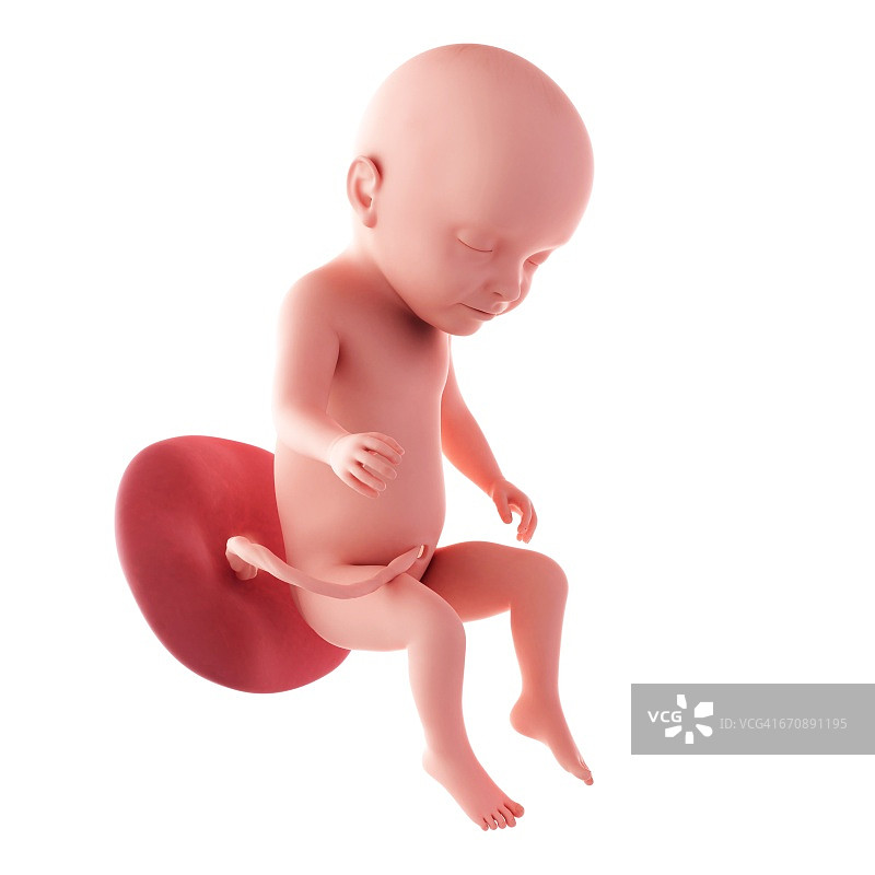 31周的人类胎儿图片素材