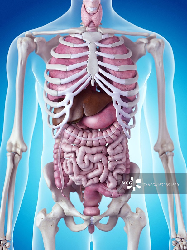 人体内部器官图片素材