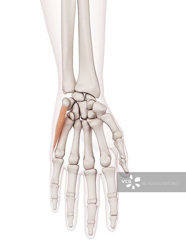 手部肌肉图片素材