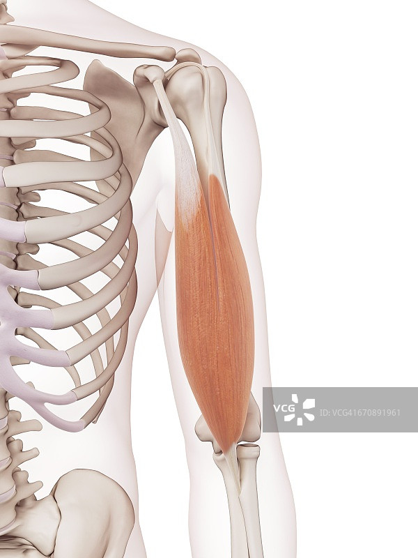 手臂肌肉图片素材