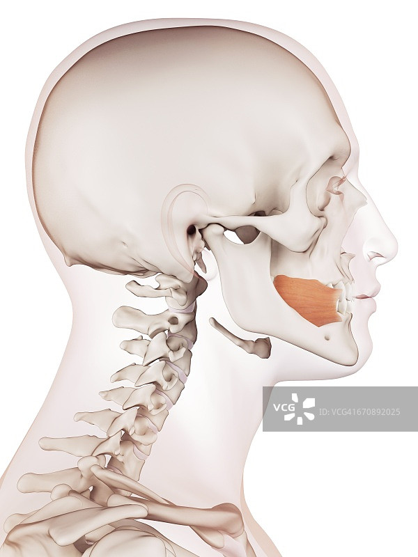 人类的面部肌肉图片素材