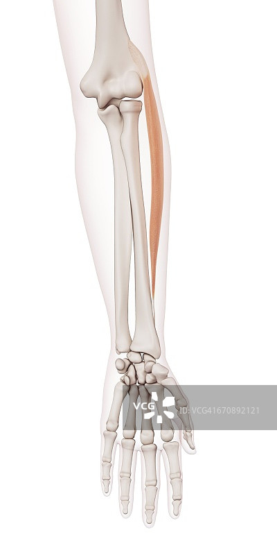 人类手臂肌肉图片素材