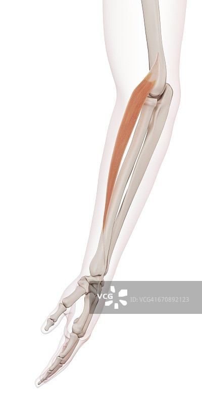 人类手臂肌肉图片素材