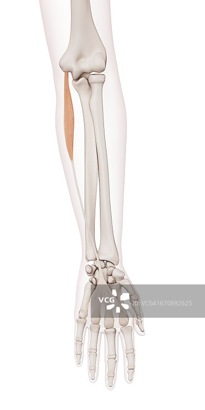 人类手臂肌肉图片素材