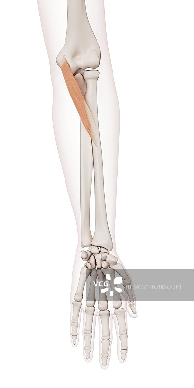 人类手臂肌肉图片素材