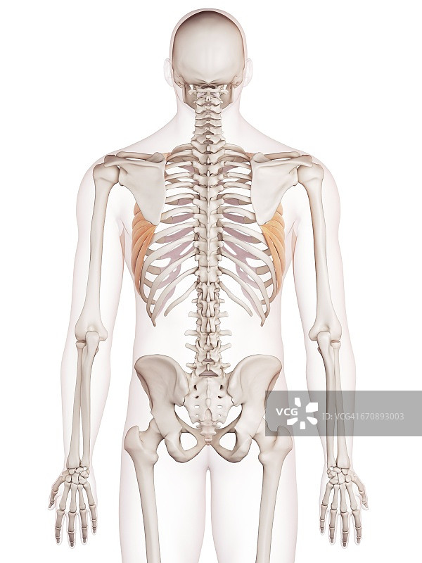 人类胸肌图片素材