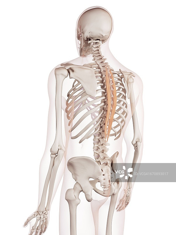 人类背部肌肉图片素材