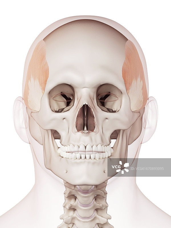 人头肌肉图片素材