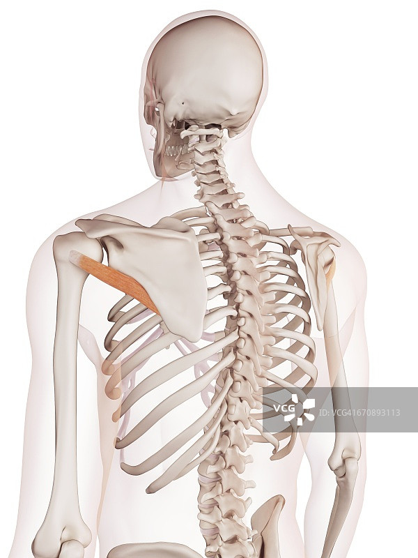 人类背部肌肉图片素材