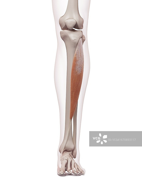 人体腿部肌肉图片素材