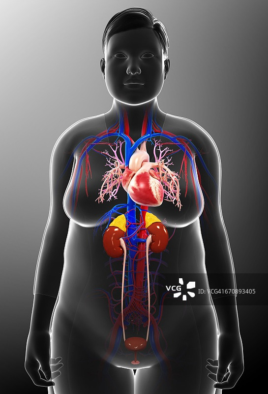 女性泌尿和循环系统图片素材