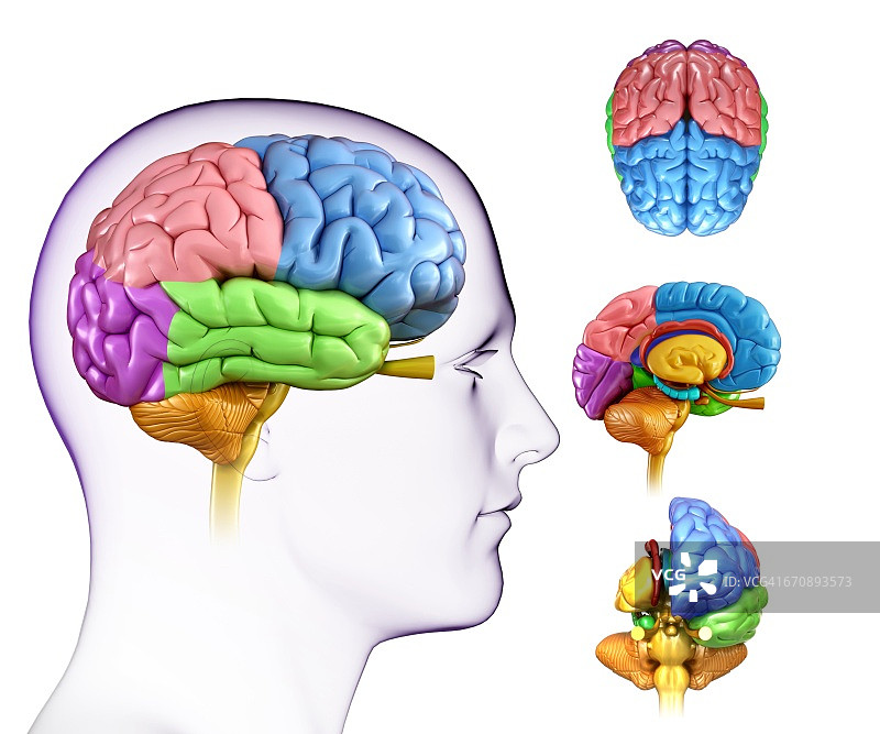 人脑解剖，图解图片素材