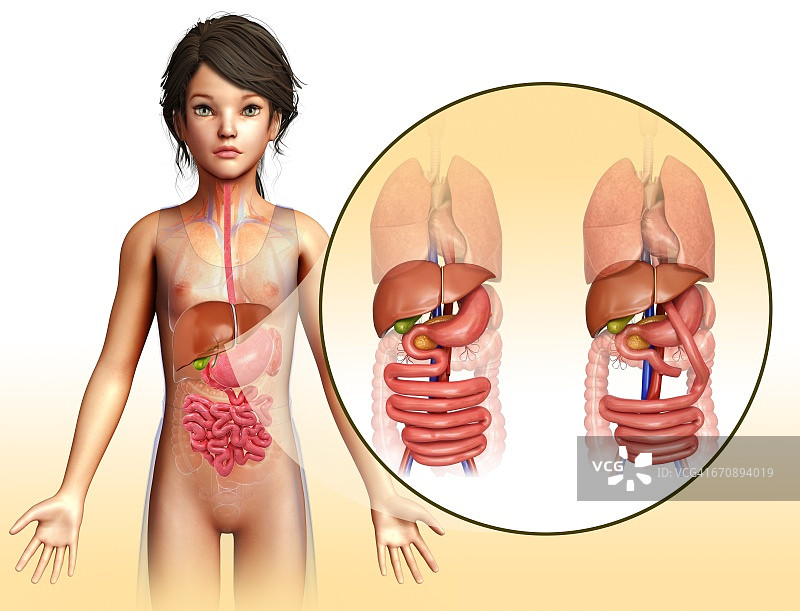 胃旁路手术示意图图片素材