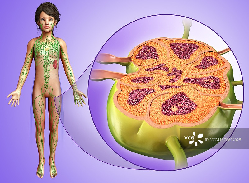 儿童淋巴结示意图图片素材