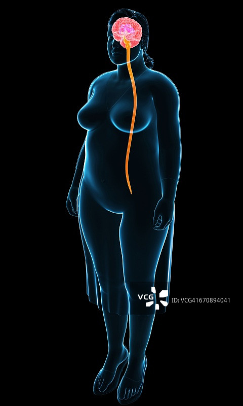 女性神经系统，图示图片素材