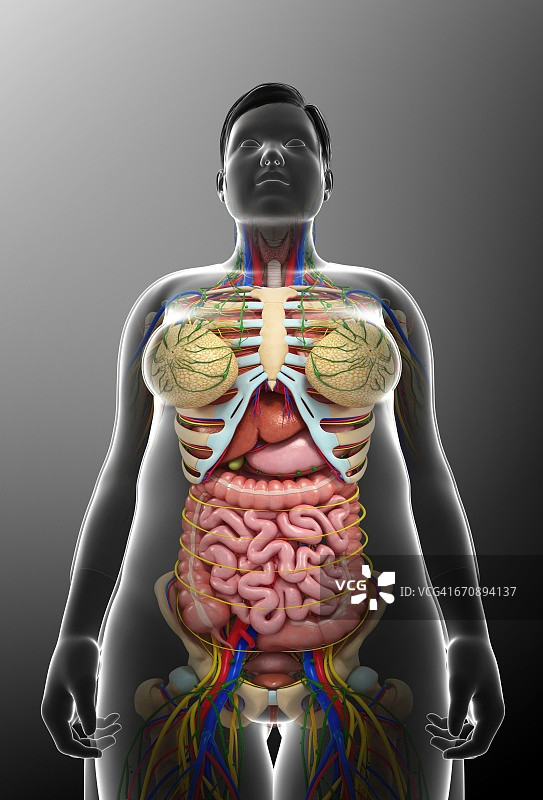 女性解剖,插图图片素材