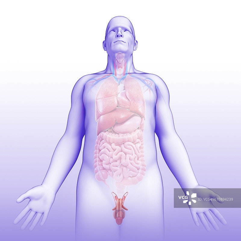 男性生殖系统图解图片素材