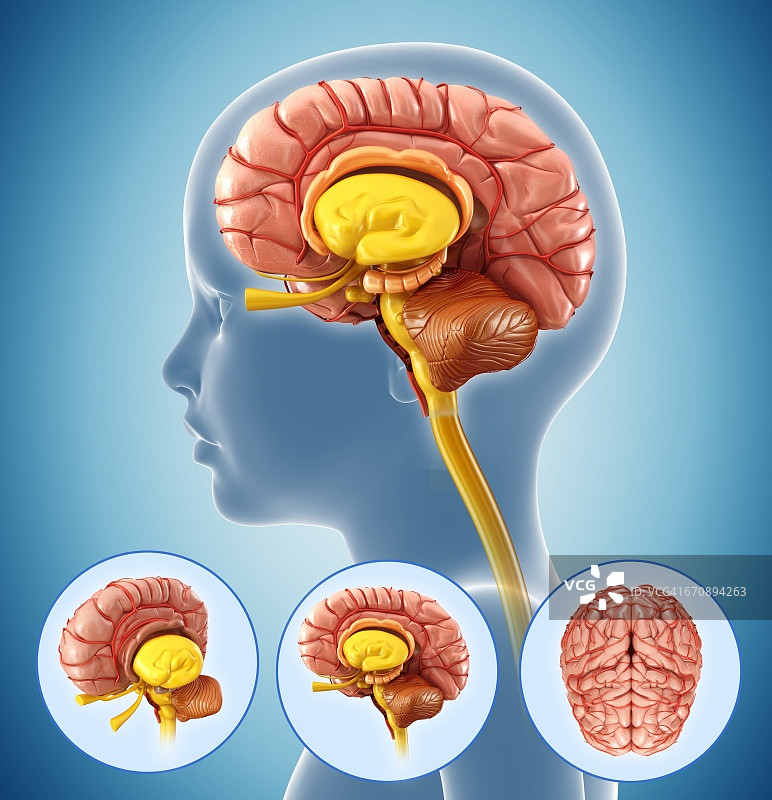 儿童大脑解剖图片素材