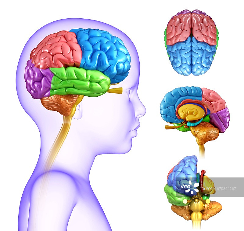 儿童大脑解剖图片素材