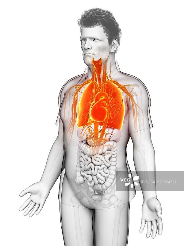 男性呼吸系统示意图图片素材
