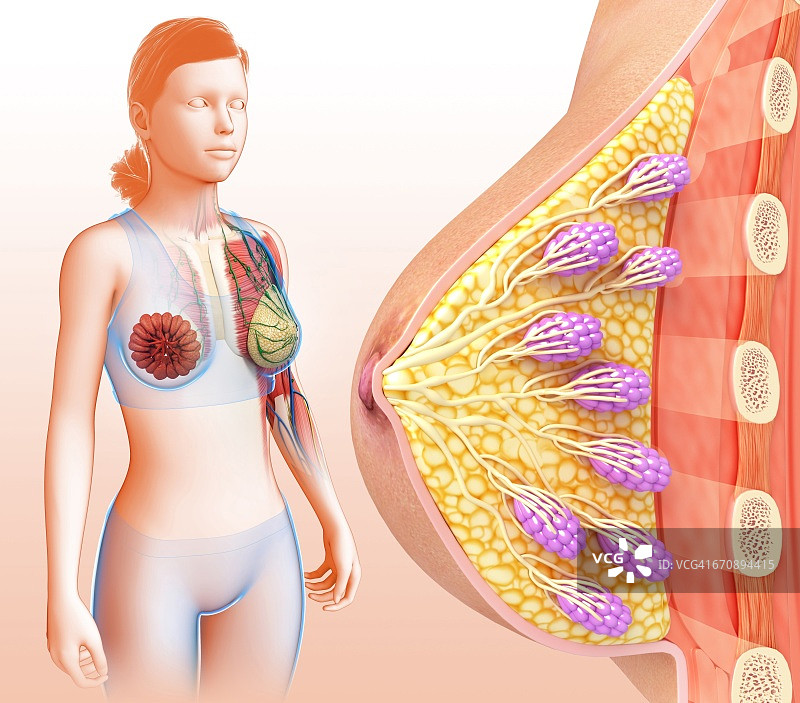 女性乳房解剖结构图片素材