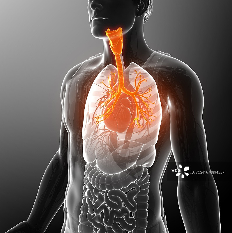 男性支气管结构图图片素材