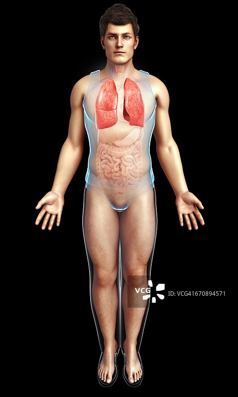 男性肺部插图图片素材