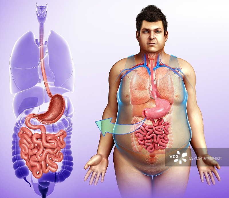 男性消化系统示意图图片素材