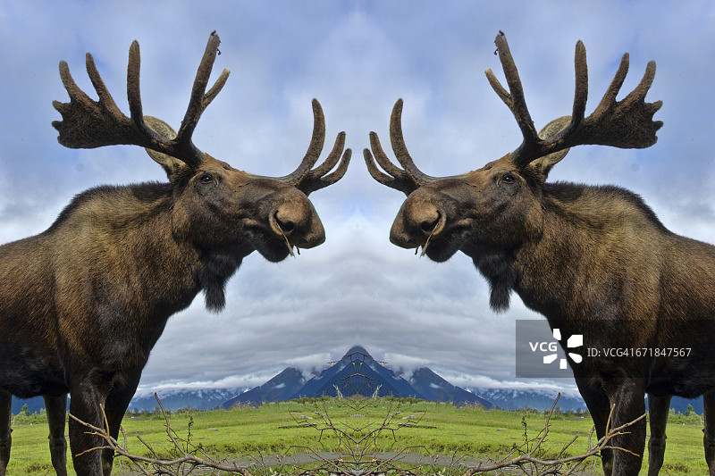驼鹿镜像图片素材