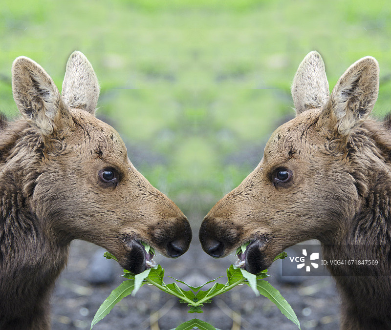 驼鹿宝宝镜像图片素材