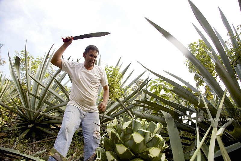 男人在墨西哥瓦哈卡州的圣克里斯托瓦尔用弯刀收割龙舌兰图片素材