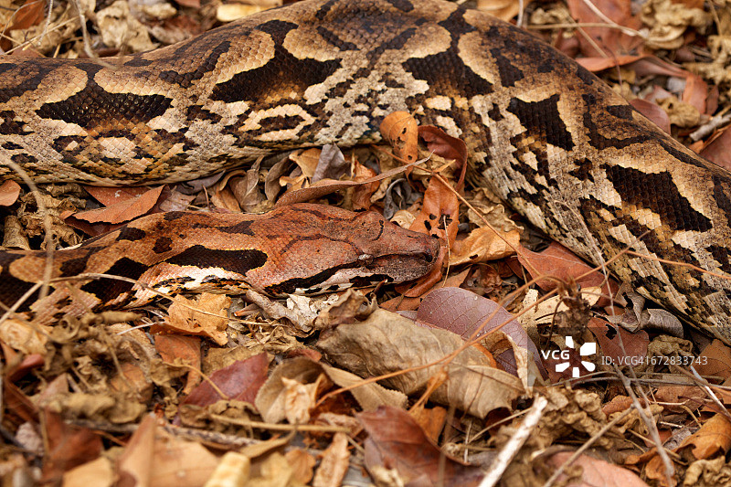 杜氏地蚺图片素材