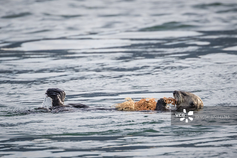 海獭吃篮状海星图片素材