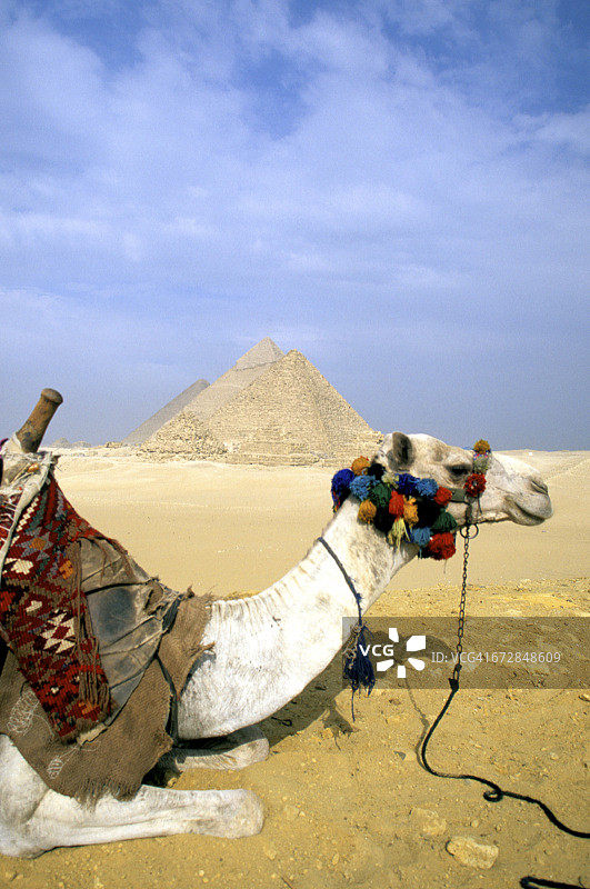 骆驼与埃及吉萨大金字塔图片素材