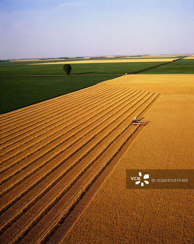 联合收割机在麦田作业（美国明尼苏达州，航拍视角）图片素材