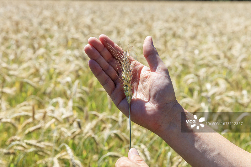 男人手持小黑麦穗图片素材