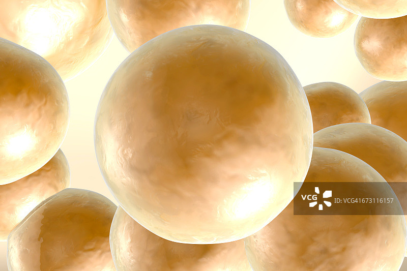 一组脂肪细胞，3D渲染图片素材