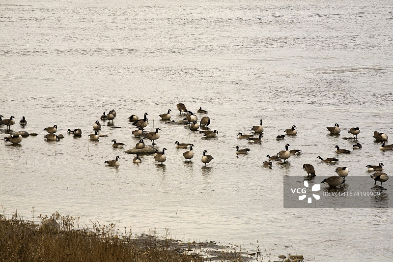 加拿大黑雁（Branta canadensis）图片素材