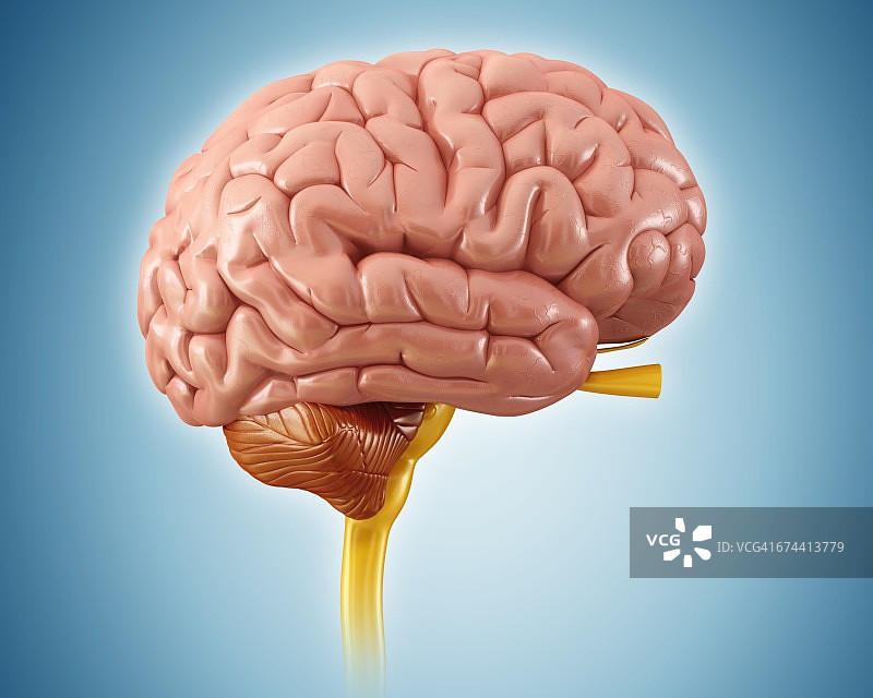 人类大脑、插图图片素材