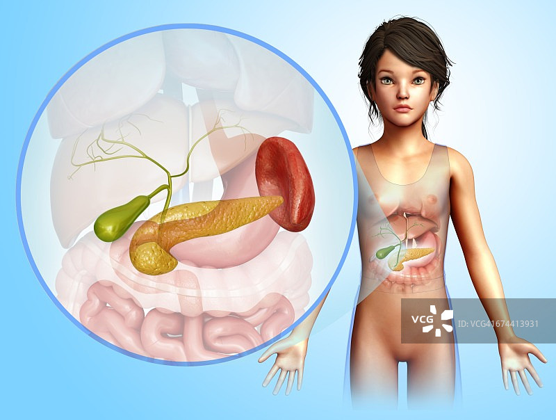 胰腺、插图图片素材